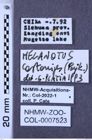 Etiketten zu Melanotus castanipes (NHMW-ZOO-COL-0007523)